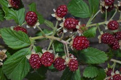 Rubus argutus