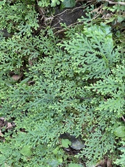 Selaginella labordei