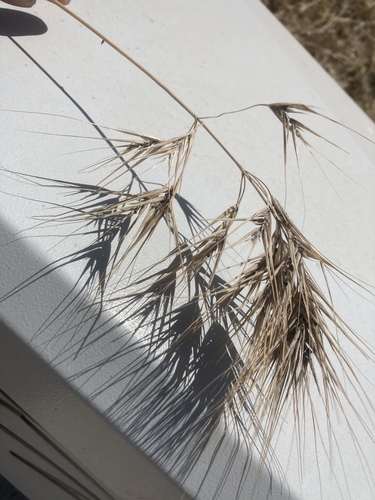 Bromus rigidus, photograph 5