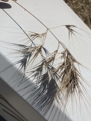 Bromus rigidus, photograph (c) Andre Hosper, some rights reserved (CC BY)
