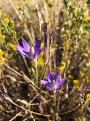Brodiaea santarosae