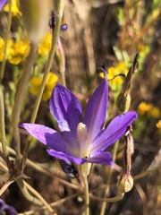 Brodiaea santarosae