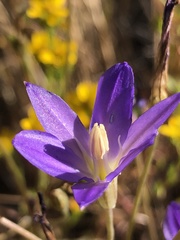 Brodiaea santarosae