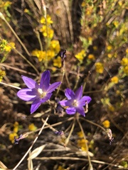 Brodiaea santarosae