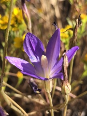 Brodiaea santarosae