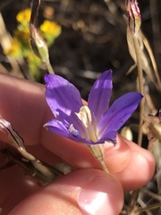 Brodiaea santarosae