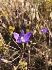 Brodiaea santarosae