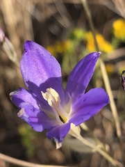 Brodiaea santarosae