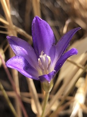 Brodiaea santarosae