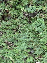 Selaginella labordei