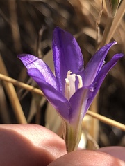 Brodiaea santarosae