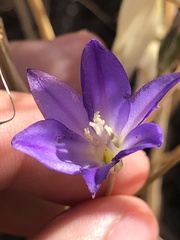 Brodiaea santarosae