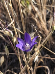 Brodiaea santarosae