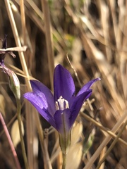 Brodiaea santarosae