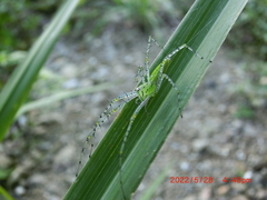 Peucetia formosensis