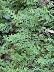 Selaginella labordei