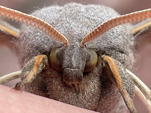 Poplar hawk-moth