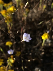 Leptosiphon liniflorus