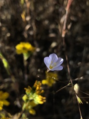 Leptosiphon liniflorus