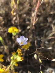 Leptosiphon liniflorus