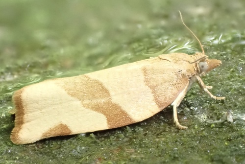 Barred Fruit-tree Tortrix