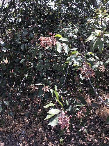 Rhus ovata