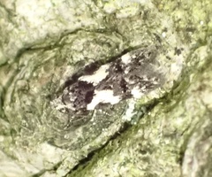 Teleiodes luculella