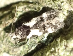 Teleiodes luculella