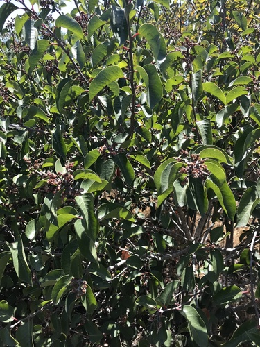 Rhus ovata