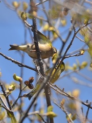 Chloris sinica kawarahiba