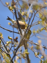 Chloris sinica kawarahiba