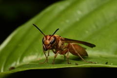 Synoeca virginea