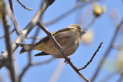 Chloris sinica kawarahiba