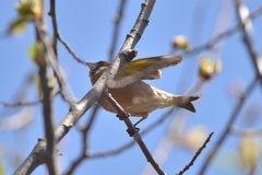 Chloris sinica kawarahiba