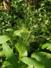 Dichanthelium polyanthes