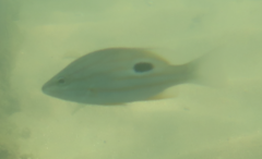 Lutjanus fulviflamma