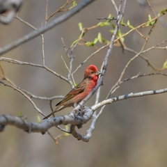 Carpodacus erythrinus grebnitskii
