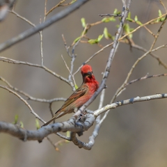 Carpodacus erythrinus grebnitskii