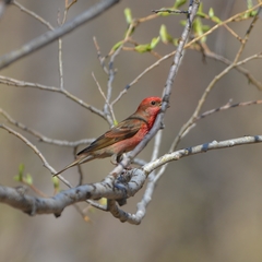 Carpodacus erythrinus grebnitskii