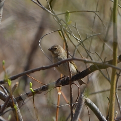 Carpodacus erythrinus grebnitskii