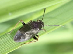 Capsus ater