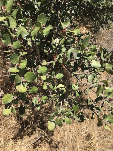 lemonade berry (Rhus integrifolia)