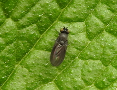 Cnemacantha muscaria