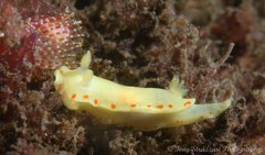 Diversidoris sulphurea