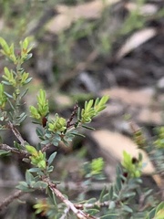 Eutaxia diffusa