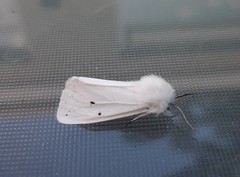 Spilosoma urticae