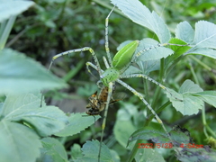 Peucetia formosensis