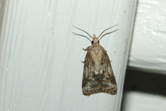 Platynota exasperatana