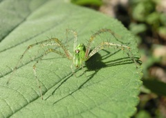 Peucetia formosensis