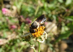 Megachile disjunctiformis